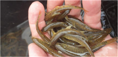 Parma roček (1).png